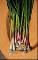 Certified Organic Spring Baby Garlic Planting  Cloves