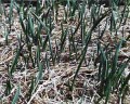 Spring Baby Garlic Planting Cloves