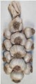 Garlic Braid - softneck 