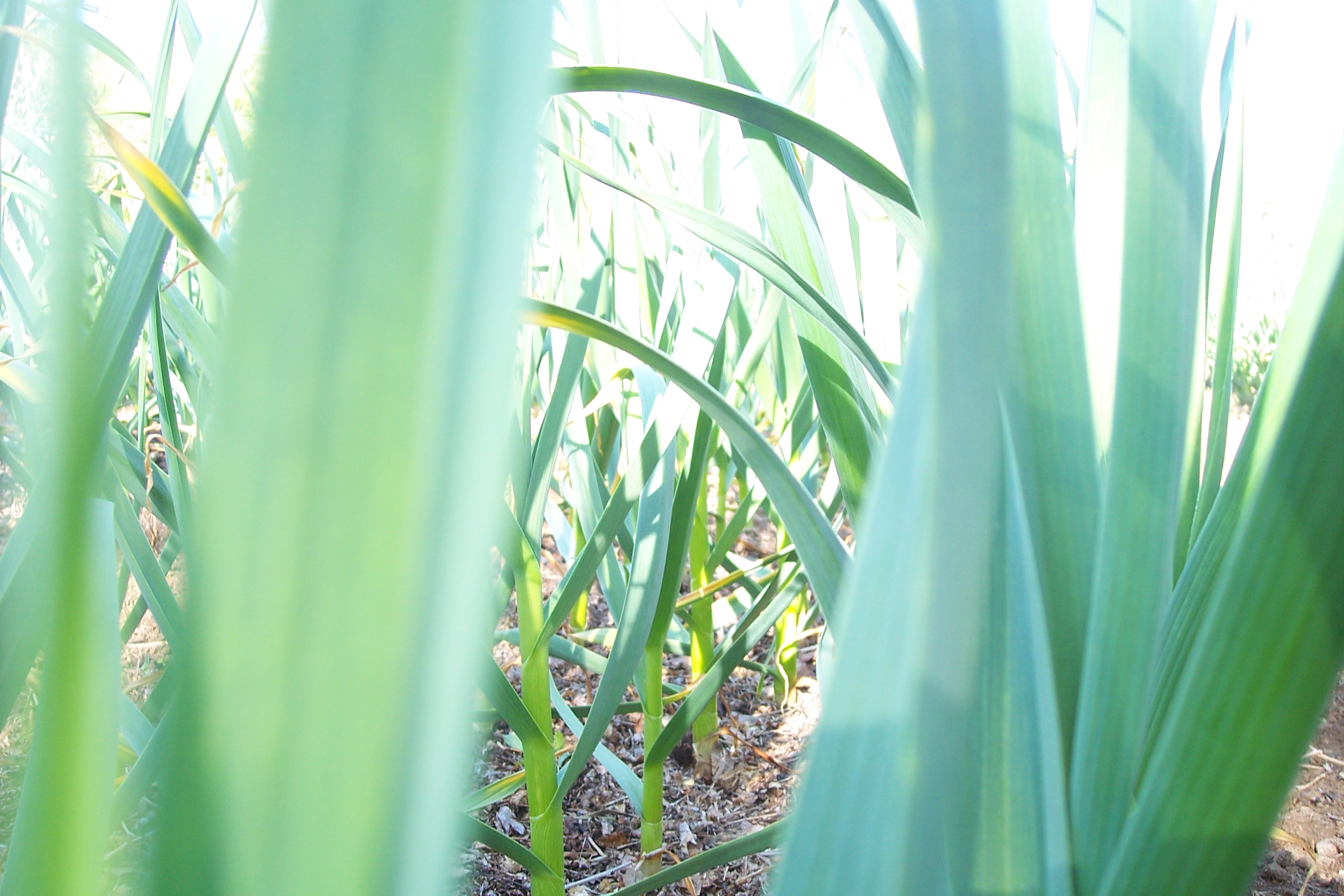 shantung-scapes-005.jpg
