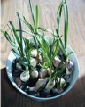 Certified Organic Flowerpot Garlic